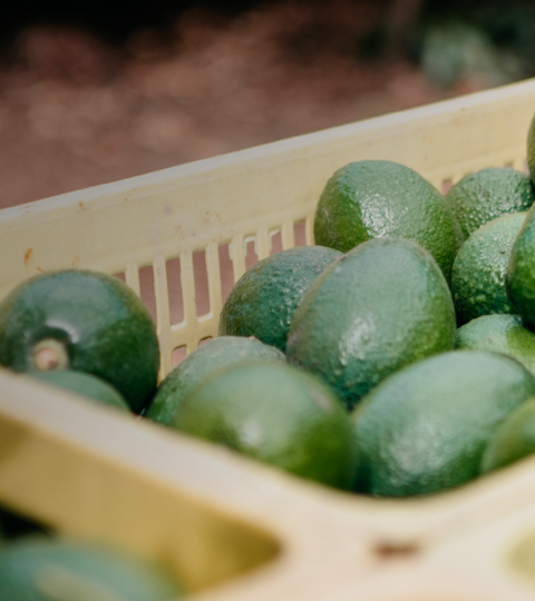 Green Avocados in yellow plastic crates