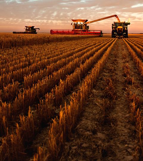 Three combine harvesters in a wheat field at sunset