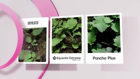 EQUENTO® Extreme | Seed treatment