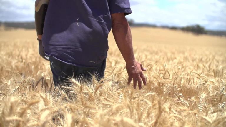 Using Boxer Gold as an early post-emergent herbicide 