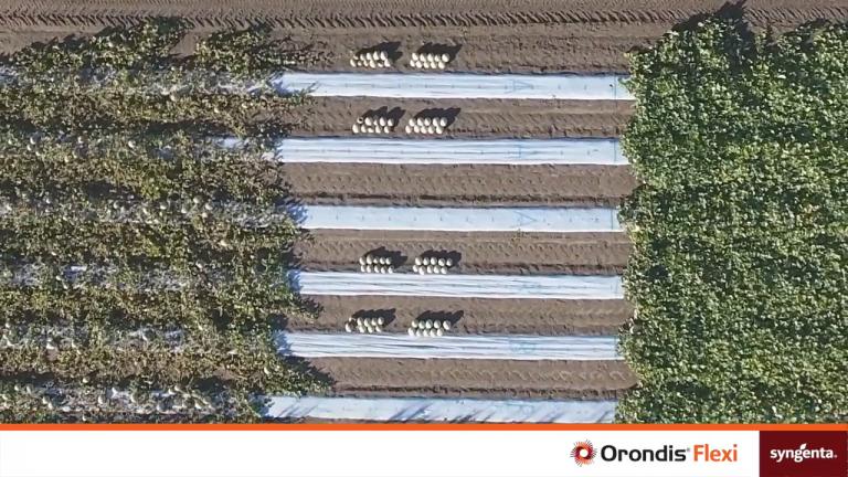 ORONDIS® FLEXI | treated versus untreated in cucurbits