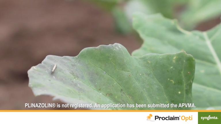 Protection from diamondback moth and cabbage white butterfly