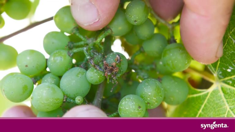 Use VOLIAM TARGO® for multi-pest control