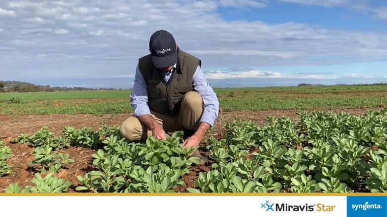 MIRAVIS® Star | Stellar foliar control in pulses
