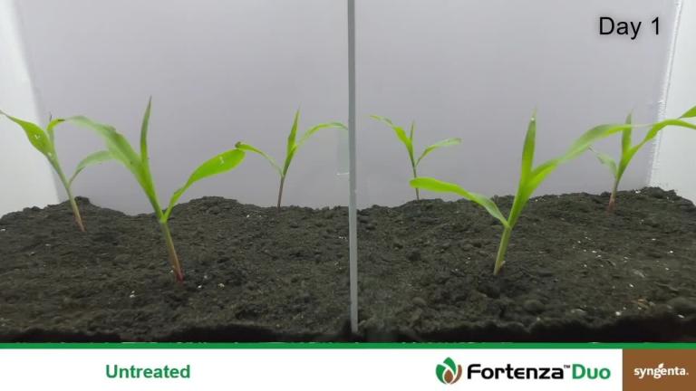 FORTENZA® Duo timelapse