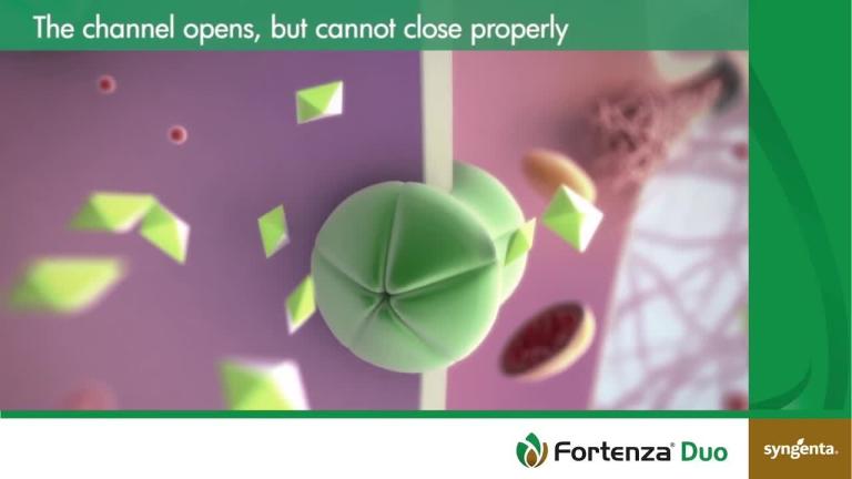 FORTENZA® Duo modes of action