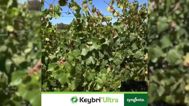 KEYBRI® Ultra trial observations