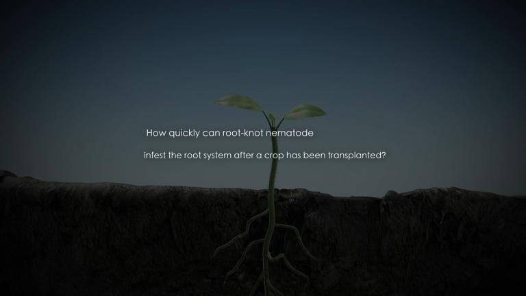 Demonstration of nematode infection rate