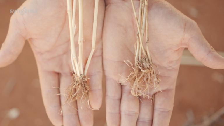 Stephen Paddick's VICTRATO® Crown Rot Success Story