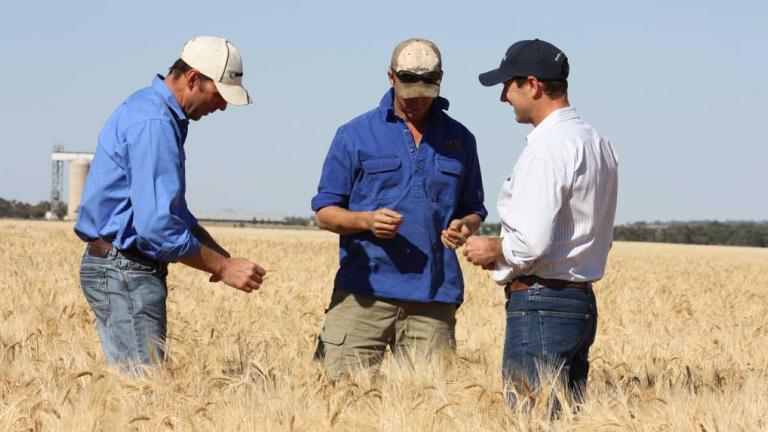 3 men talking in a wheat field