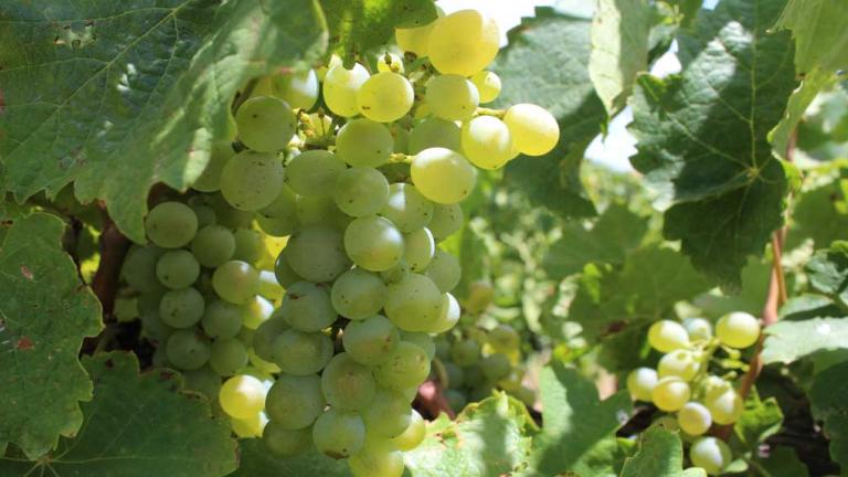 grapes