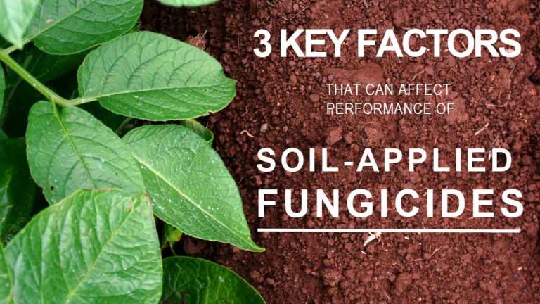 Potato leaves and soil applied fungicides