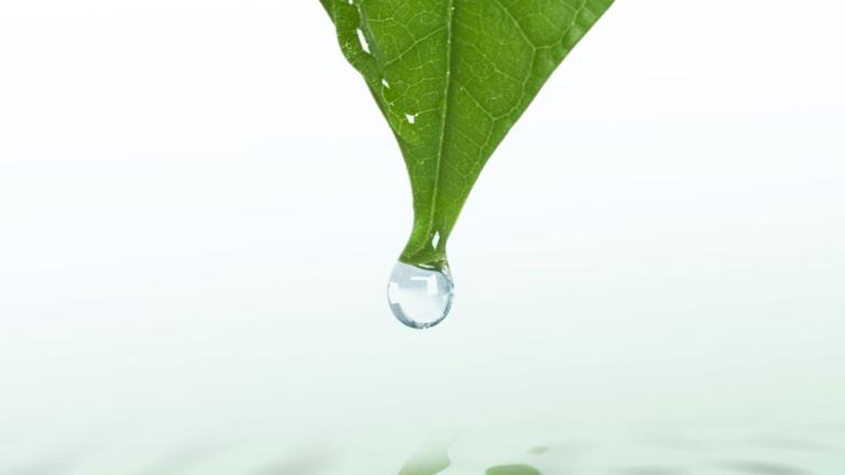 Rain drop