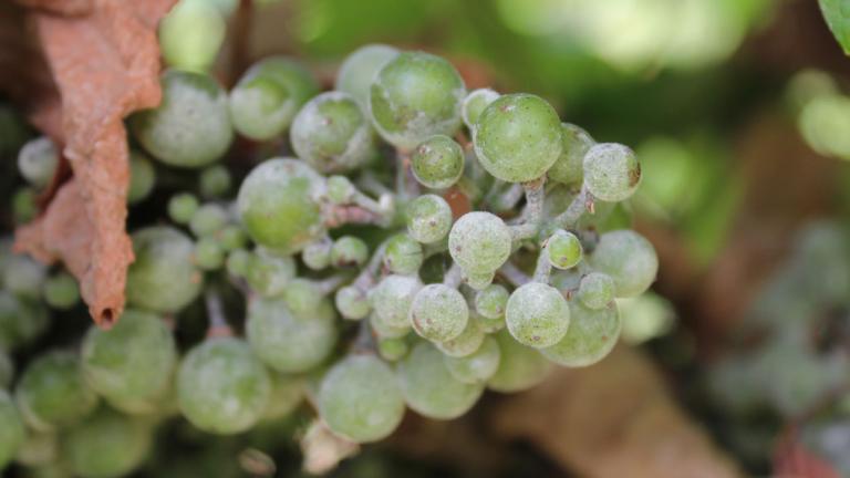 Powder mildew