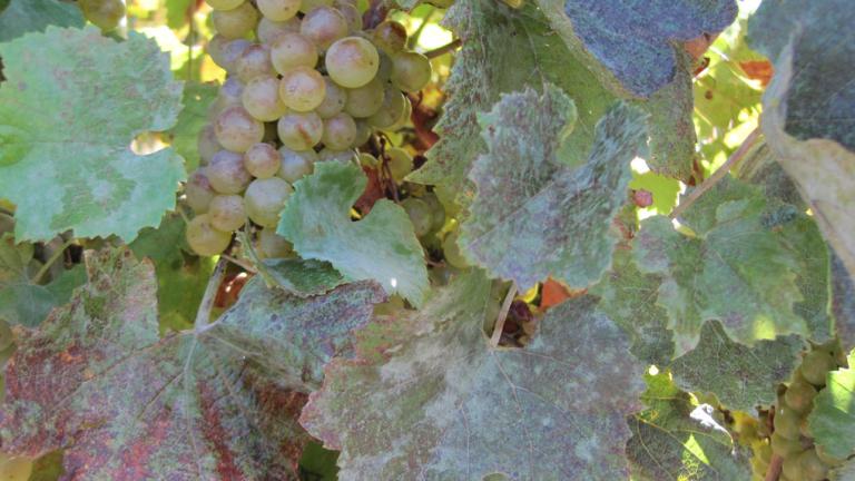 Powdery Mildew leaf on grape vine