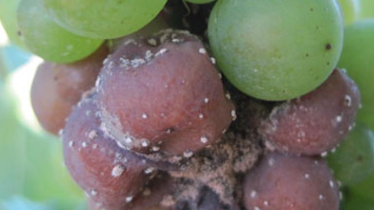 Botrytus