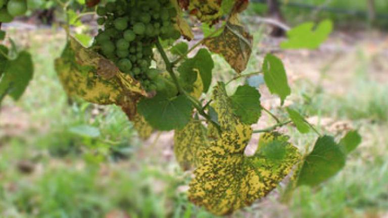 Downy mildew