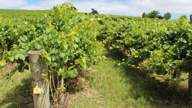 Vine Talk by Dave Antrobus