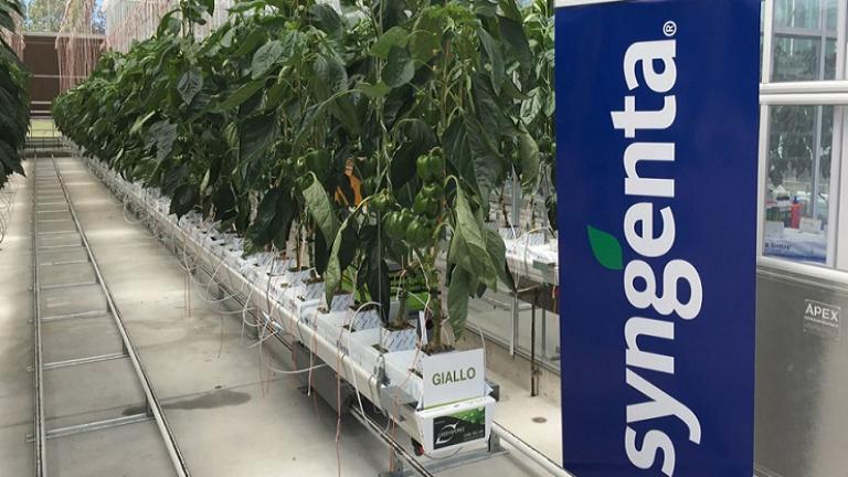 Syngenta greenhouse