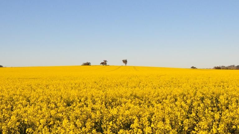 Canola field