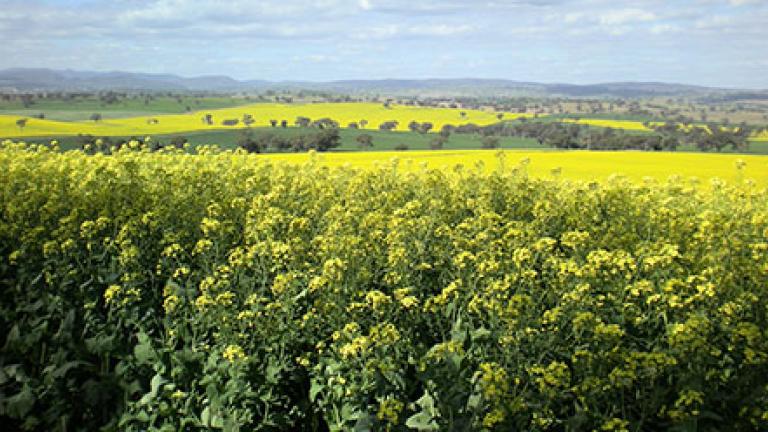 Canola