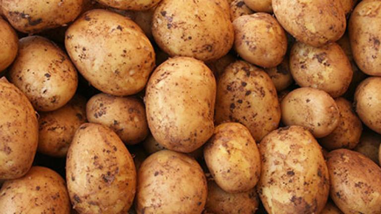 Freshly harvested potatoes with soil covering their skin piled together