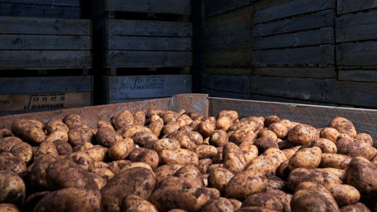 Potatoes in storage