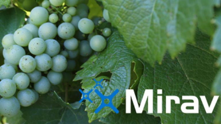 Miravis grapes