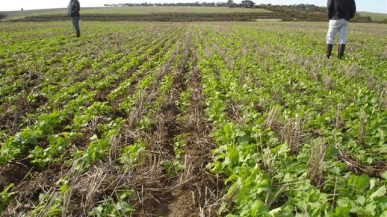 MAXIM® XL promotes early crop vigor in canola.