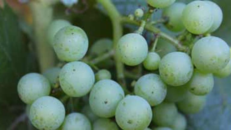 Miravis® is a powerful new product for the control of Powdery Mildew in grape and wine production.