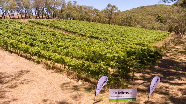 Miravis® is a powerful new product for the control of Powdery Mildew in grape and wine production.