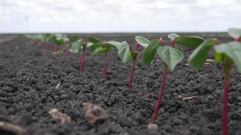 Young seedlings with red stems emerging from dark soil in agricultural field rows