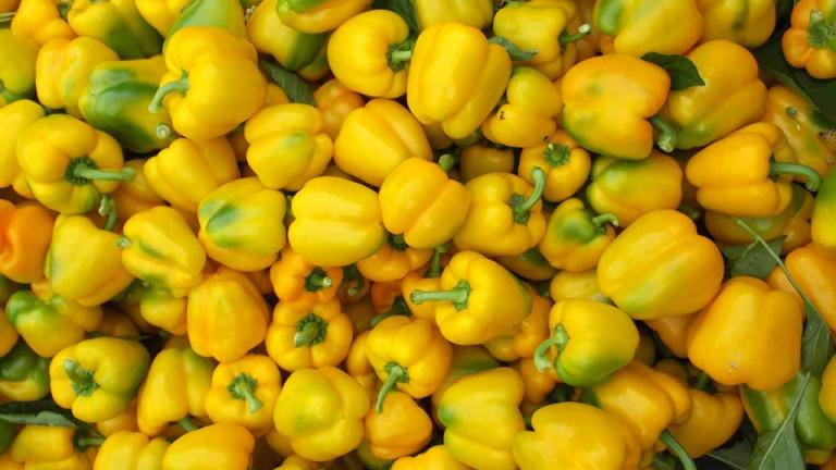 Syngenta For the Love of Veg capsicum quiz