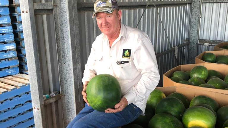 Syngenta watermelon variety Javelin as grown by Ken Duncan