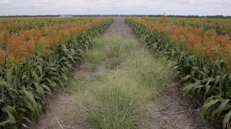 Syngenta Dual Gold label extension provides for post-emergent applications.
