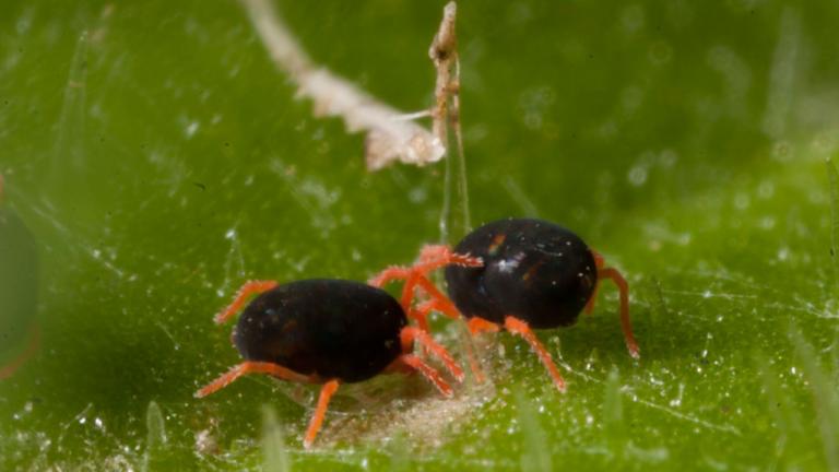 GRDC and cesar work with Syngenta to deliver label extension for PEGASUS®, for RLEM in canola.