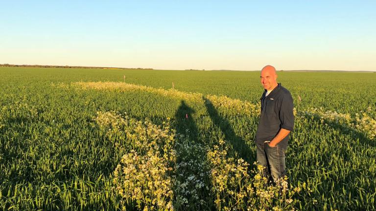 Syngenta has lodged an application for the registration of a pre-emergent selective herbicide CALLISTO™ for use on Australian wheat and barley crops.