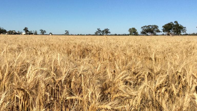 ELATUS ACE® offers broad control of septoria and rusts helping deliver clean wheat crops.