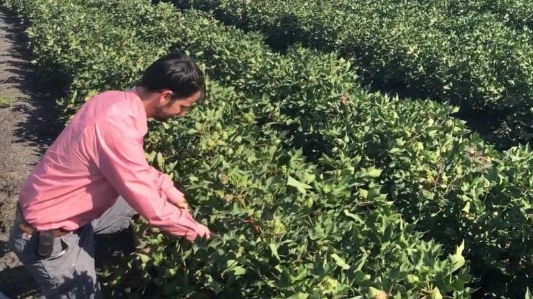 DUAL GOLD label extension is providing growers with greater flexibility for controlling grass weeds in sorghum and cotton.