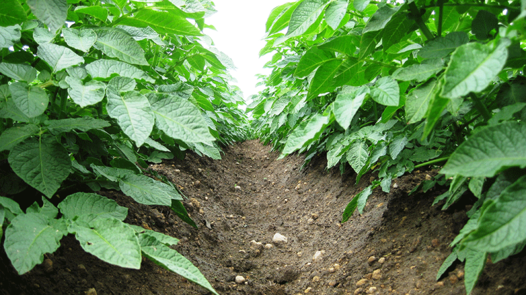 Syngenta and Yara talk potato plant health through crop protection and fertiliser.