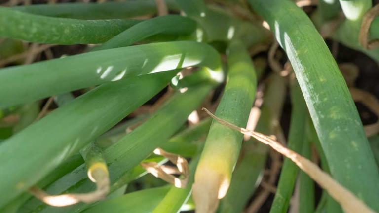 Syngenta launches ORONDIS FLEXI®, a group 11 and 49 fungicide for use in a variety of vegetable crops.