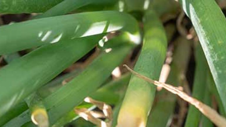 Syngenta launches ORONDIS FLEXI®, a group 11 and 49 fungicide for use in a variety of vegetable crops.