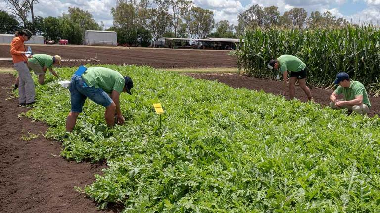 PROCLAIM® Opti is now registered for use in cucurbit crops for the control of lepidopteran pests.