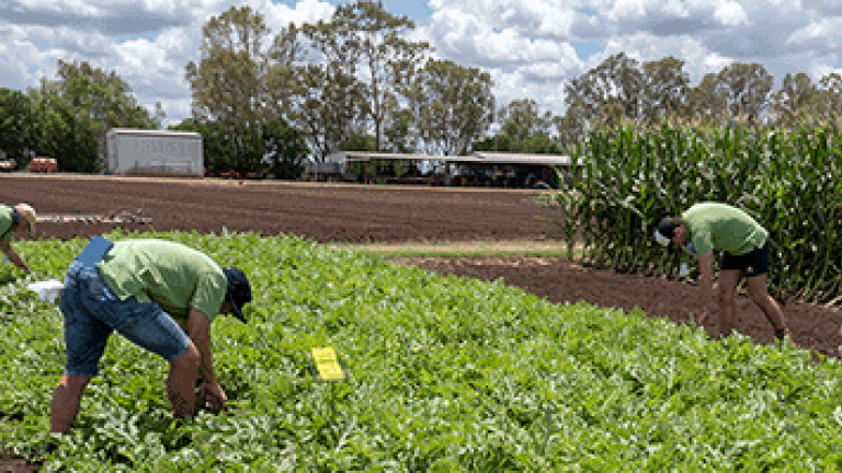 PROCLAIM® Opti is now registered for use in cucurbit crops for the control of lepidopteran pests.
