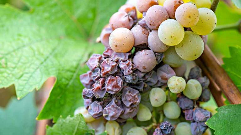 In this Vine Talk, Syngenta Technical Services Lead Scott Mathew explains the cornerstones of being prepared for the Christmas break.