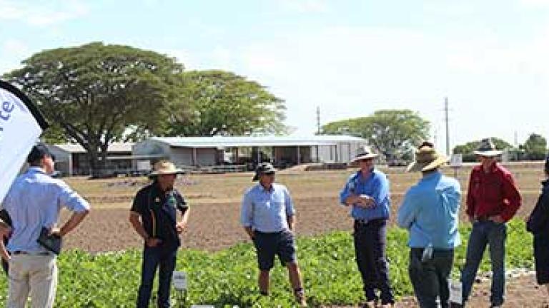 Syngenta will introduce MINECTO FORTE to the market in 2020, offering control of heliothis, potato moth, cucumber moth, cluster caterpillar, aphids, mites and whitefly as well as the suppression of thrips.