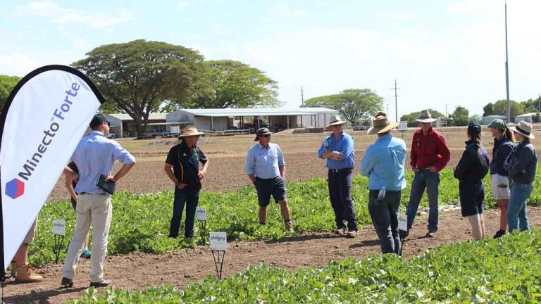 Syngenta will introduce MINECTO FORTE to the market in 2020, offering control of heliothis, potato moth, cucumber moth, cluster caterpillar, aphids, mites and whitefly as well as the suppression of thrips.