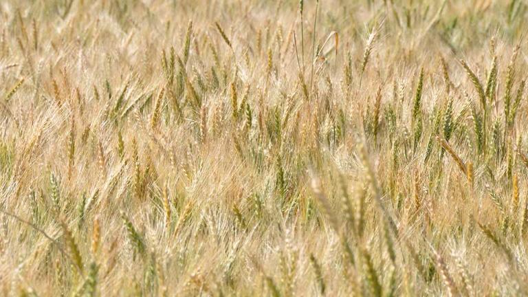 VIRBRANCE® from Syngenta now has a registration for crown rot suppression.
