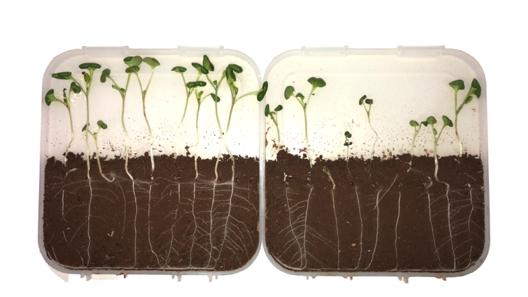 Syngenta has developed SALTRO® DUO to pythium and stem canker