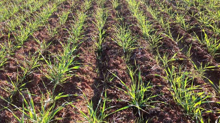 Boxer Gold® from Syngenta is registered for the management of early post-emergent grass weeds.